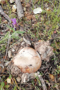 Amanita ponderosa